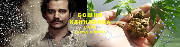 сатива Горняк